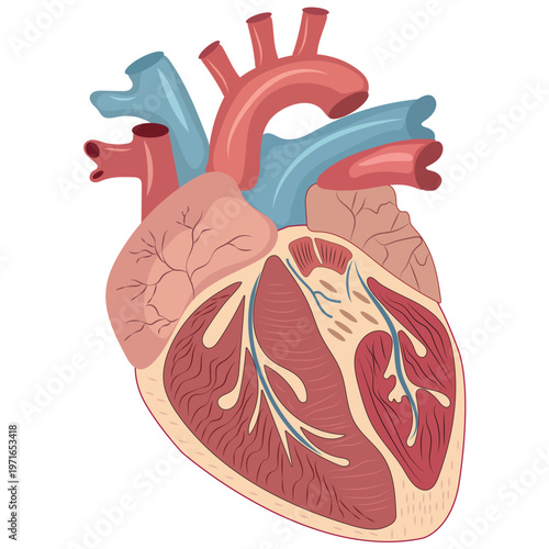 Human heart anatomy illustration showing chambers and vessels