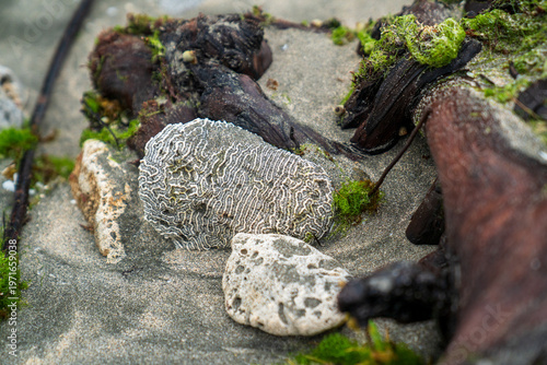 Obraz na płótnie A coral washed ashore by the waves of the Caribbean Sea in Costa Rica