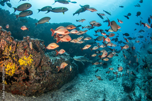 Slika na platnu Whitetip reef shark and humpack red snapper, French Polynesia