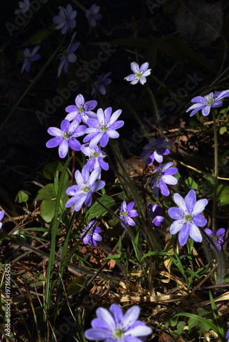 The first spring blue flowers of hepatica nobilis on the edge of the forest