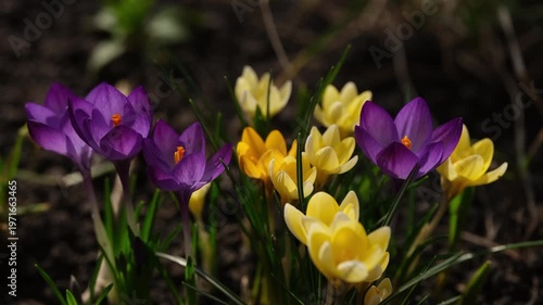 A vibrant close-up of purple and yellow crocuses blooming in a sunlit spring garden.