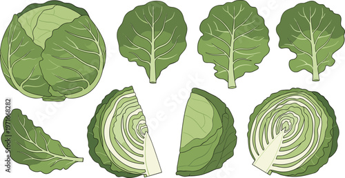 Cabbage leaves and cross sections illustration