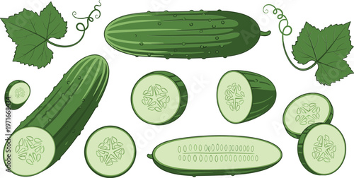 Cucumber slices and leaves on white background for healthy food concepts