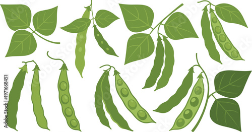 Green pea pods and leaves on white background vector illustration