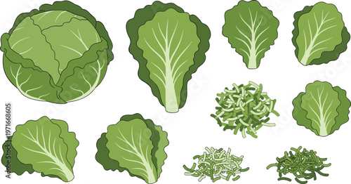Variety of cabbage and shredded cabbage leaves illustrations