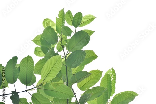 Kratom leaves with branches on white isolated background for green foliage backdrop