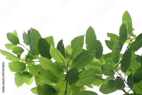 Kratom leaves with branches on white isolated background for green foliage backdrop
