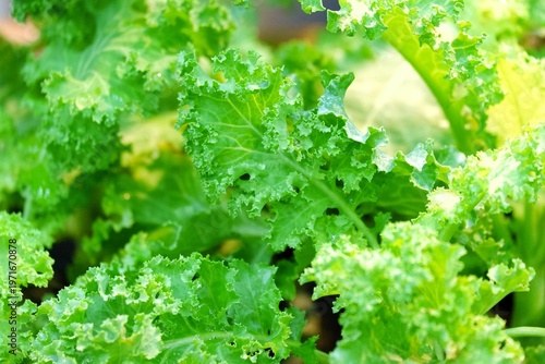 Close up green Hydroponic vegetables growing in flower box,green house area