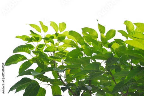 A tropical tree with leaves branches on white isolated background for green foliage backdrop 
