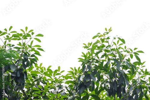 A tropical tree with leaves branches on white isolated background for green foliage backdrop 