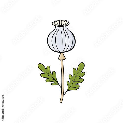 Illustration of a single white poppy seed head with green leaves on a stem
