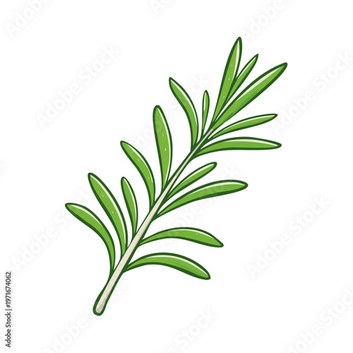 A vibrant green sprig of rosemary with pointed leaves on a clean white background