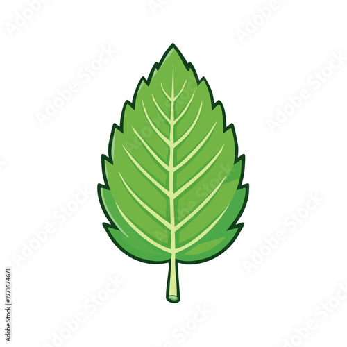 Vibrant Green Mint Leaf with Detailed Veins Isolated on White Background