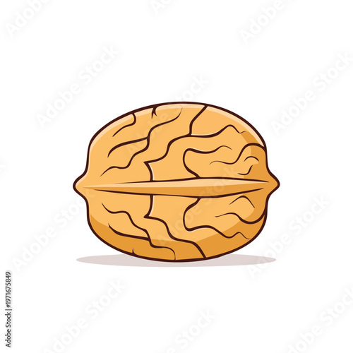 Single Whole Walnut with Detailed Cracking on Shell