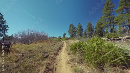 Footage of the scenic East Mesa Trail in Zion National Park, Utah, leading toward the iconic Observation Point overlook. The trail winds through a Ponderosa Pine forest and open scrubland with mild el