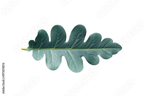 Green oak-like leaf showing natural veins and texture with a transparent background for ecological and nature designs