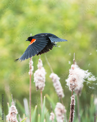 Red-winged Blackbird