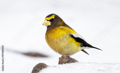 Male evening grosbeak 