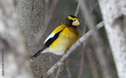 Male evening grosbeak 