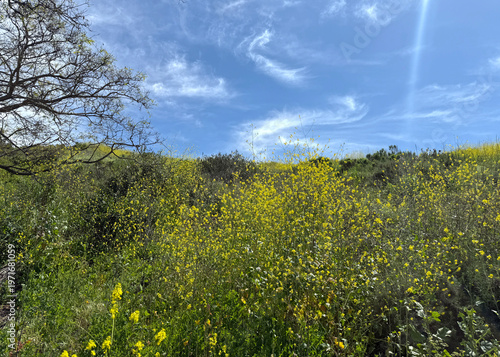 Springtime Hill in Southern California with yellow Mustard Flowers