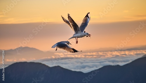 two seagulls catching food in dawn sky aerial action