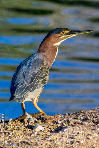 Green Heron
Floyd Lamb State Park
Nevada