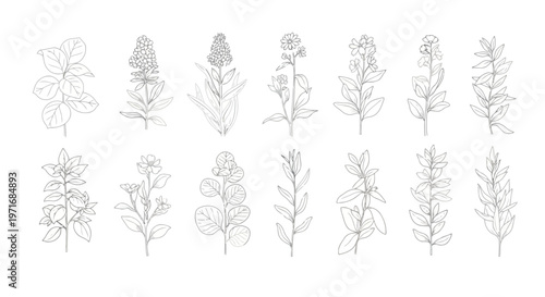 Collection of diverse botanical leaf designs in monochromatic illustration style