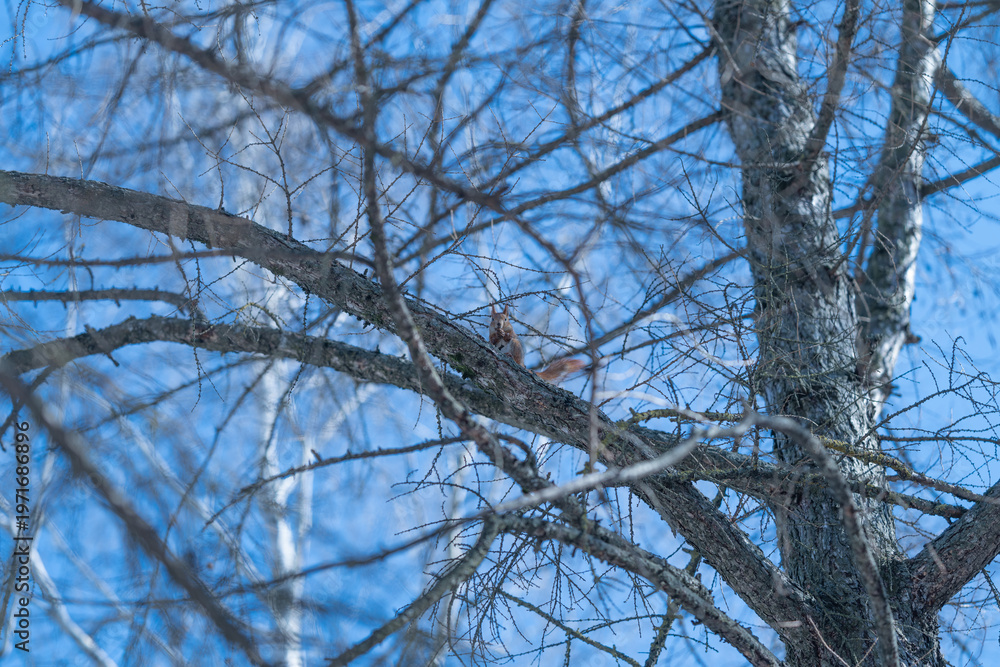 Obraz premium Bird observes surroundings. Squirrel watches from treetop perch. Tangled branches host alert squirrel under blue sky. Squirrel sits among woven branches under bright winter sky