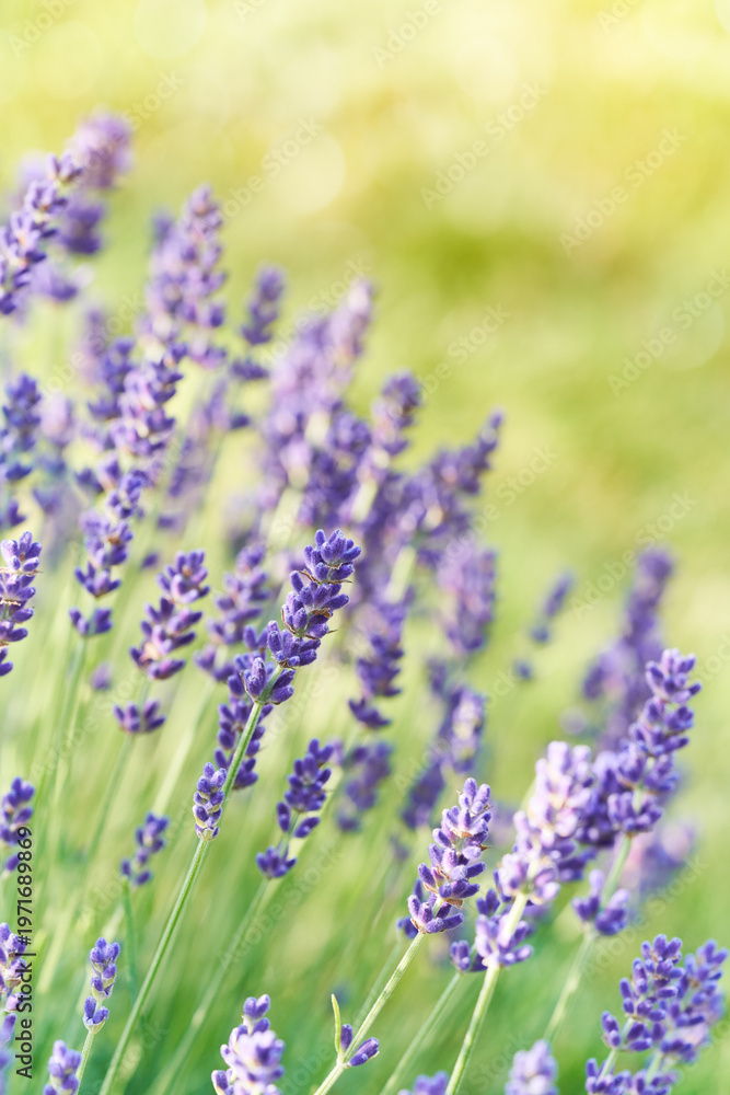 Obraz premium Lavender flowers bloom in soft sunlight with a natural blurred background. This scene highlights delicate purple tones, gentle bokeh and the calming, aromatic beauty of the plant.