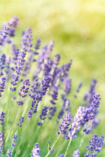 Lavender flowers bloom in soft sunlight with a natural blurred background. This scene highlights delicate purple tones, gentle bokeh and the calming, aromatic beauty of the plant.