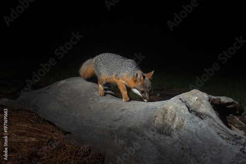 Photography Gray fox (Urocyon cinereoargenteus) foraging on weathered log at night, illuminated by camera trap flash against dark background