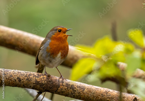 Εκτύπωση καμβά Robin redbreast bird perched on the branch of a tree singing