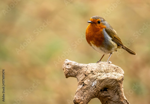 Canvas Print Close up of a robin redbreast bird perched on wood with natural background