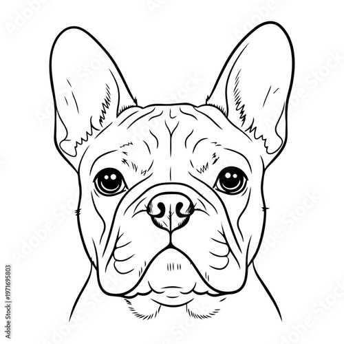 English Bulldog portrait, adorable purebred dog head shot, studio lighting on flat background