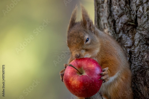 Fotografi Close up of a scottish red squirrel eating an apple from the branch of a tree in