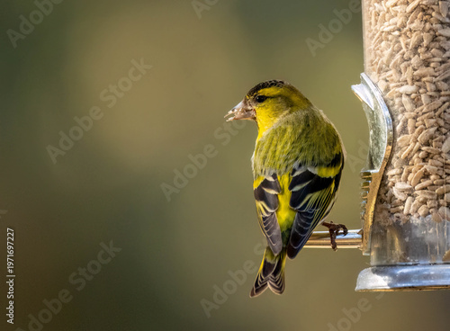 Photos Male siskin bird eating sunflower hearts from a bird feeder