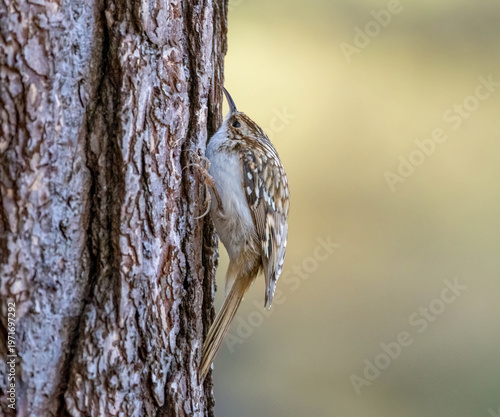 Fotografie Close up of a tree creeper bird on the trunk of a tree in the forest