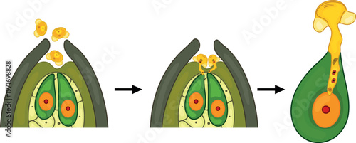 Stages of pollination and fertilization in spruce