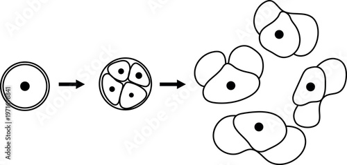 Coloring page with formation of male gametophyte in spruce. Sexual process in spruce from the microspore mother cell to the male gametophyte (pollen grain)