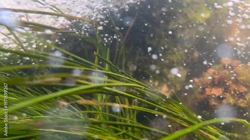 Air bubbles fly along with the fast current of mountain river among smooth lines of algae among clear water. Underwater world of mountain river