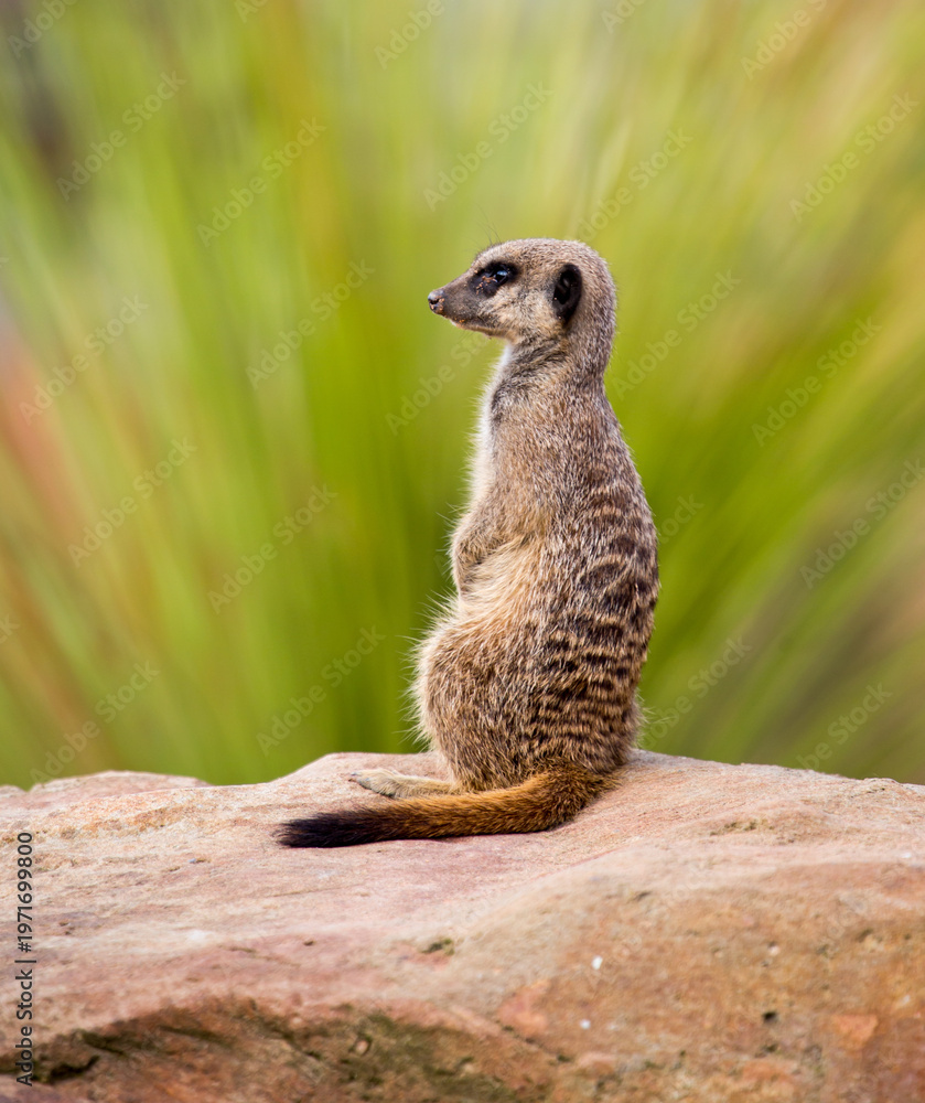 Fototapeta premium A meerkat perched on a rock