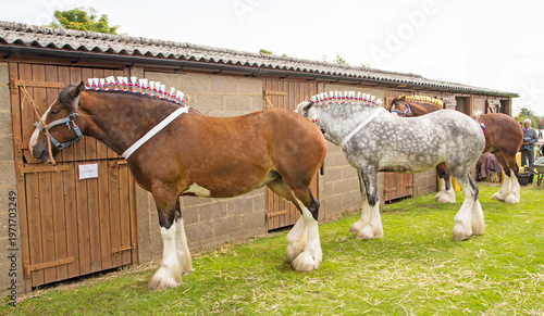 Canvas Print A heavy draft horse decorated with ribbons ready for showing at a traditional co