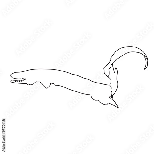 Frilled Shark Elegant Contour Sketch