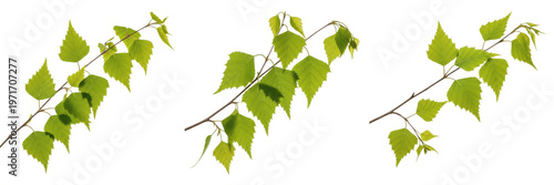 Canvastavla Fresh Green Birch Tree Branches with Vibrant Spring Leaves Isolated on White Bac