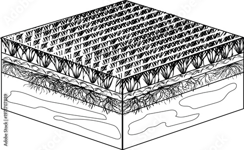 Black and white diagram of a healthy, mowed lawn with well-maintained grass