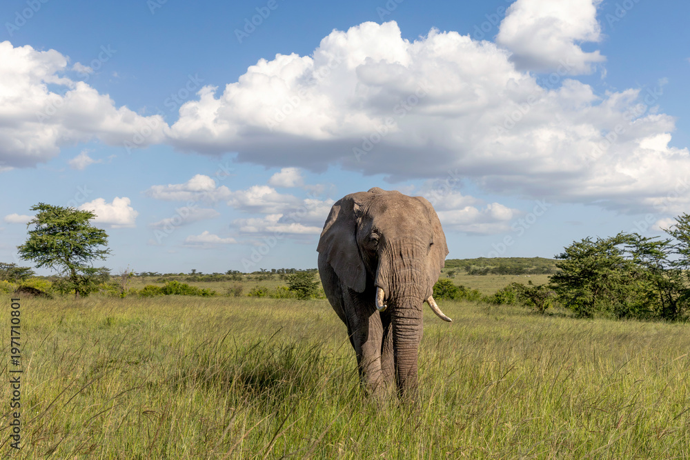 Fototapeta premium Elephant Texture