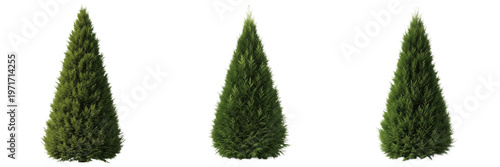 Cuadro en lienzo Set of Three Realistic Cypress Cedar Trees in Conical Shape, Evergreen Thuja Con