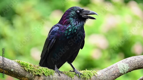 A Majestic Black Raven Perched on a Mossy Branch in Nature.