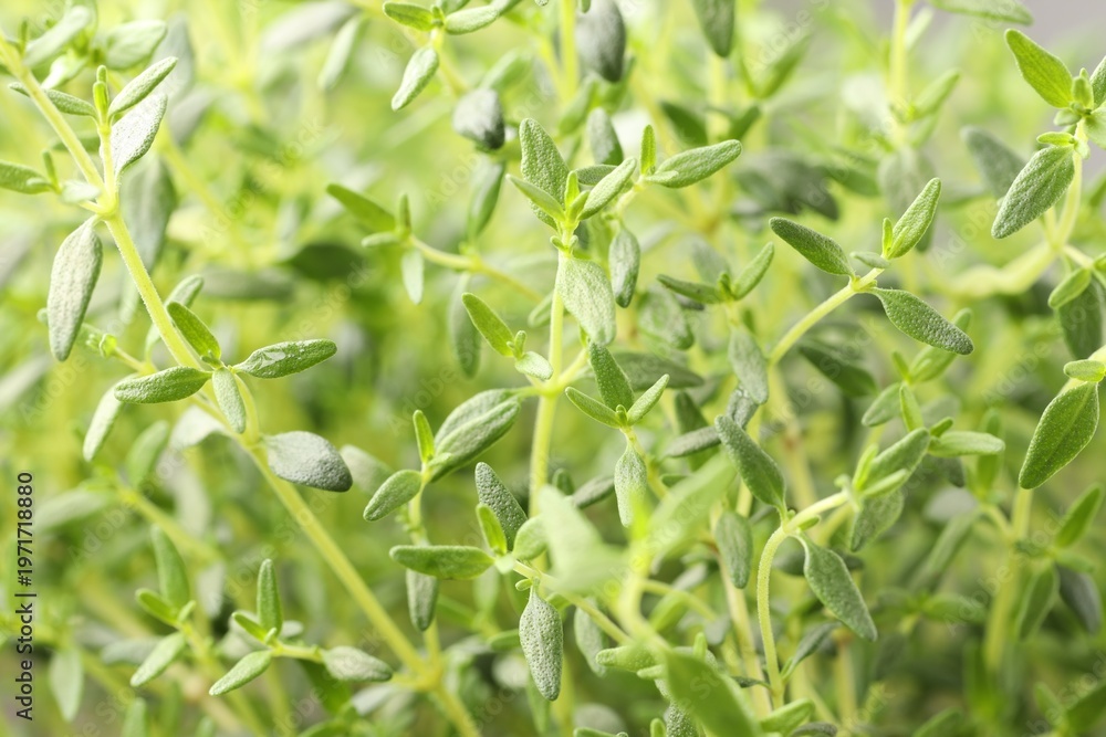 Fototapeta premium Fresh thyme as background, closeup. Aromatic herb