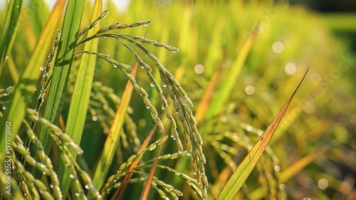 Closeup of Rice Stalks with Dew Drops in Morning Sunlight.
